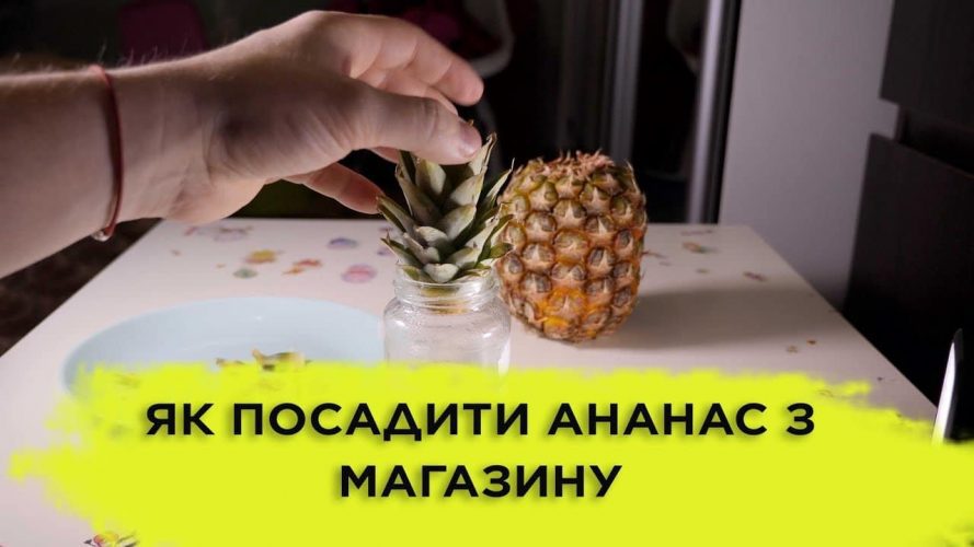 як посадити ананас