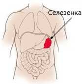 за що відповідає селезінка