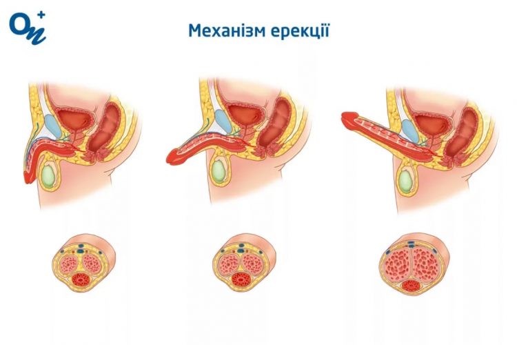 з чого складається сперма