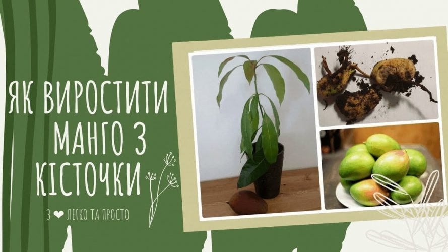 як посадити манго
