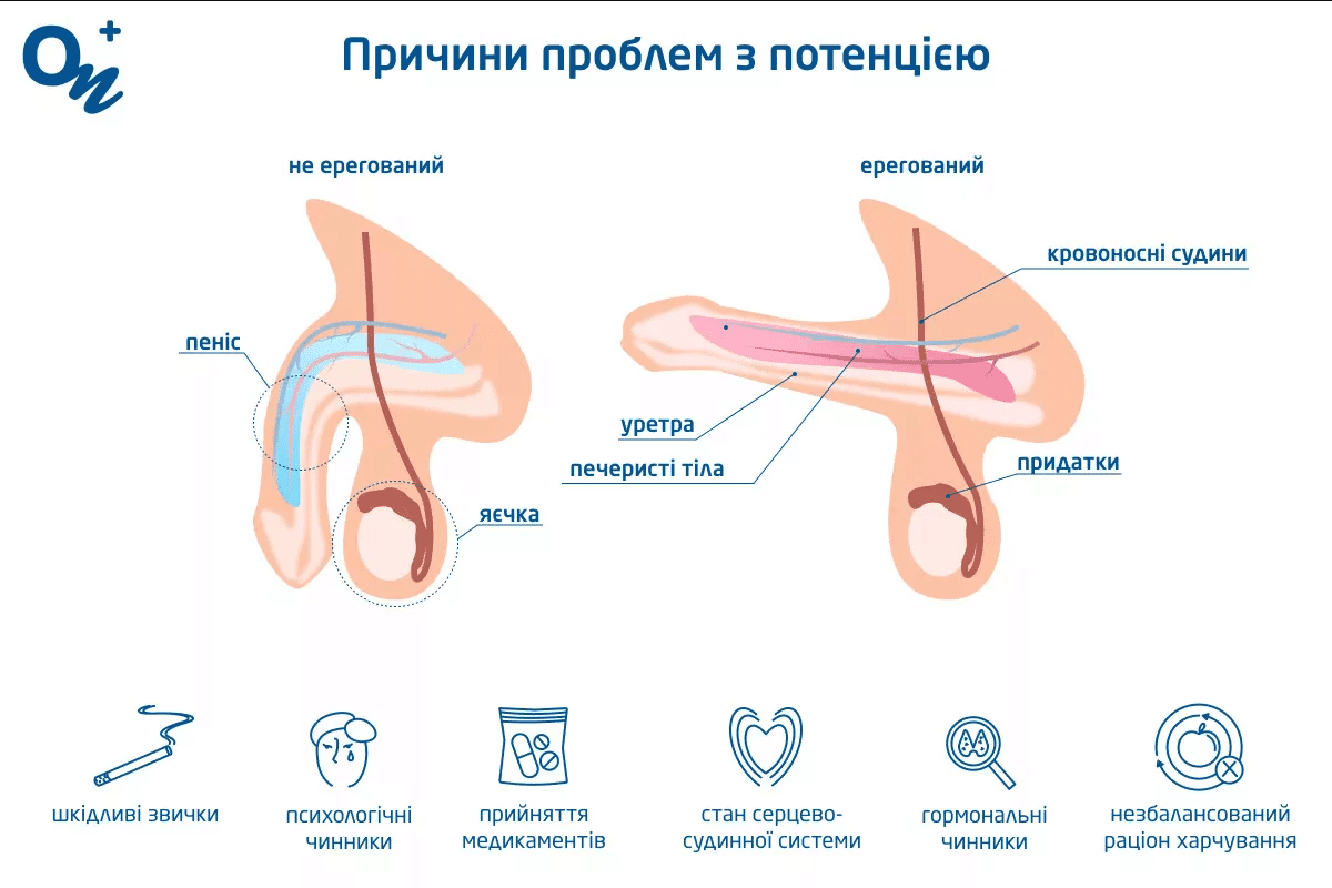 Що таке ерекція