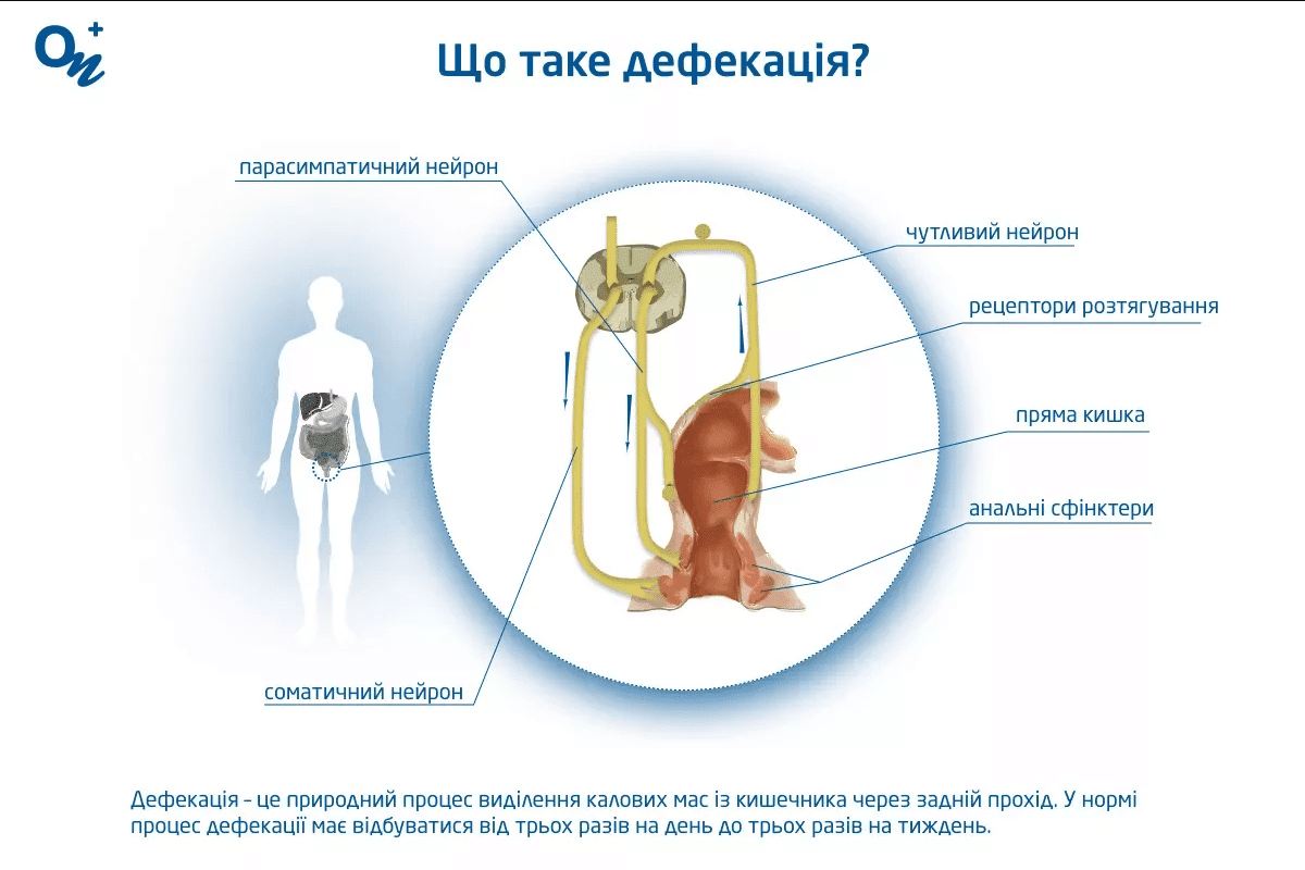 Як сходити в туалет по великому