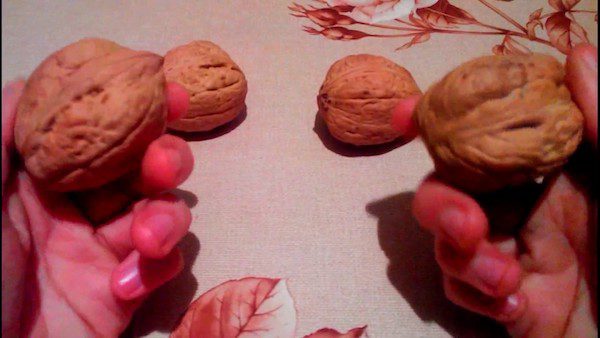 Як посадити фундук із горіха