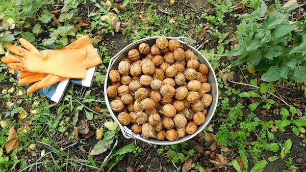 Як посадити фундук із горіха