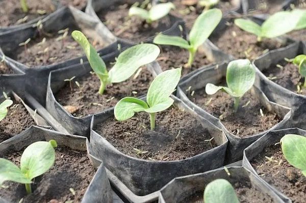 12 культур, які потрібно посадити в березні на розсаду