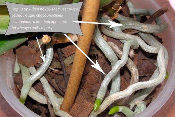 Чи можна обрізати коріння орхідеї