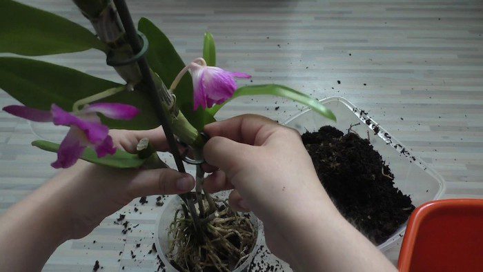 Коли можна пересаджувати орхідею