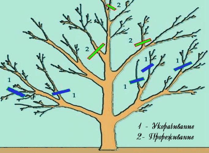 Як правильно обрізати яблуню