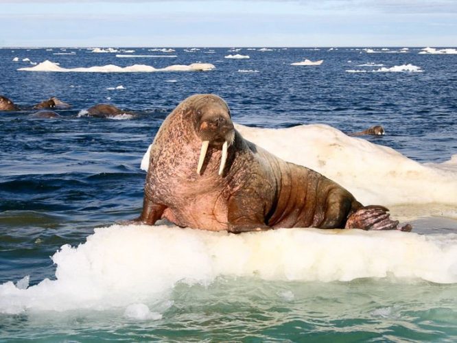 Де живуть моржі