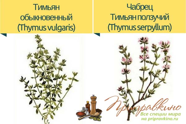 Чим корисний чебрець