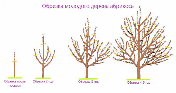 Як правильно обрізати абрикос
