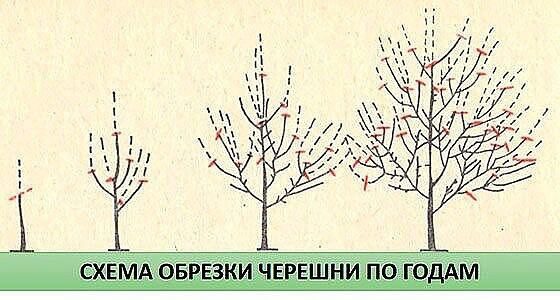 Як обрізати черешню: секрети здорового дерева