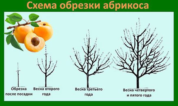 Як правильно обрізати абрикос
