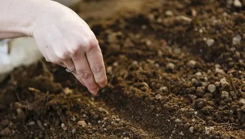 Коли садити буряки насінням у відкритий ґрунт навесні?