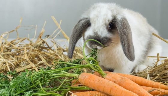 Чим краще годувати кролицю, яка годує, після окролу