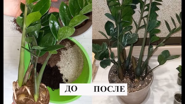 Як пересадити заміокулькас