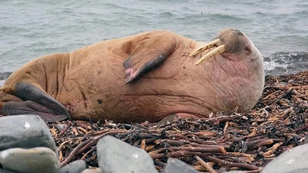 Де живуть моржі
