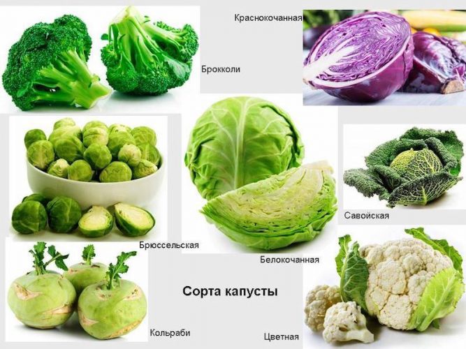 5 сортів білої капусти не мають гіркоти