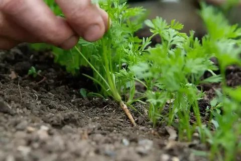 Як правильно посадити моркву, щоб не проріджувати?