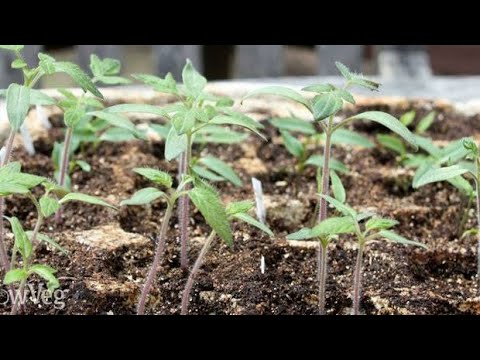 садити розсаду помідорів