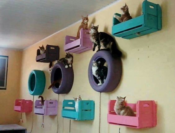 Що потрібно для кота в квартирі
