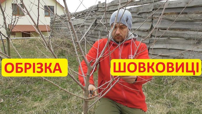 Як обрізати шовковицю