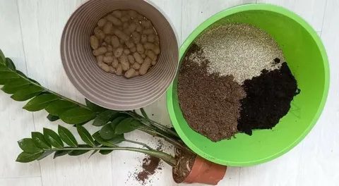 Як пересадити заміокулькас