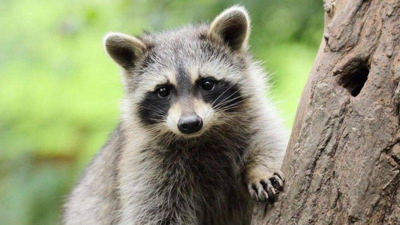 на яку тварину я схожий