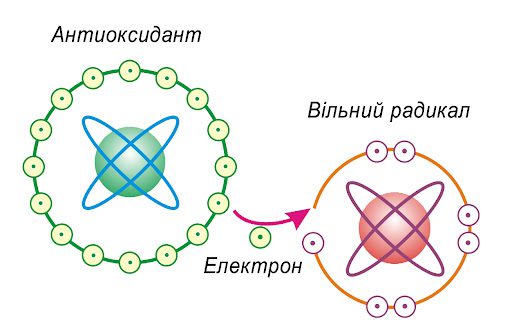 що таке вільні радикали