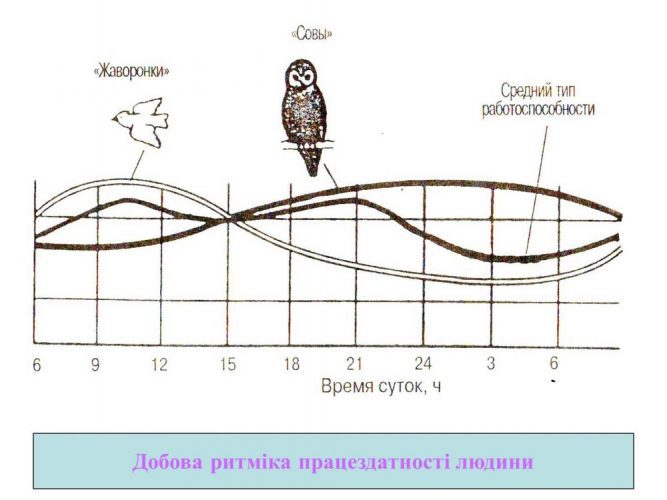 біоритмологія це