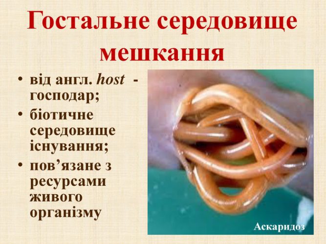 гостальне середовище це