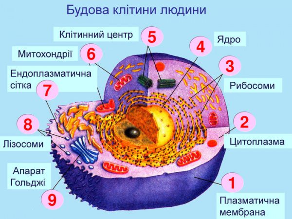 клітинний центр у рослин