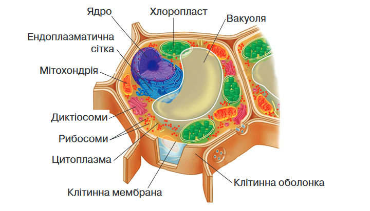 органела яка регулює всі процеси життєдіяльності в клітині