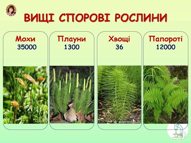 на скільки груп поділяються вищі спорові рослини