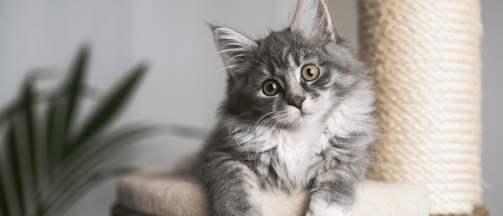 як доглядати за кошеням