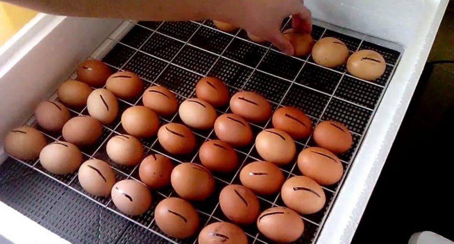 як користуватися інкубатором