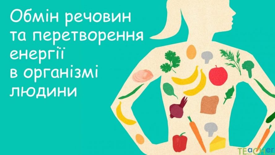 які процеси обміну забезпечують перетворення поживних речовин?