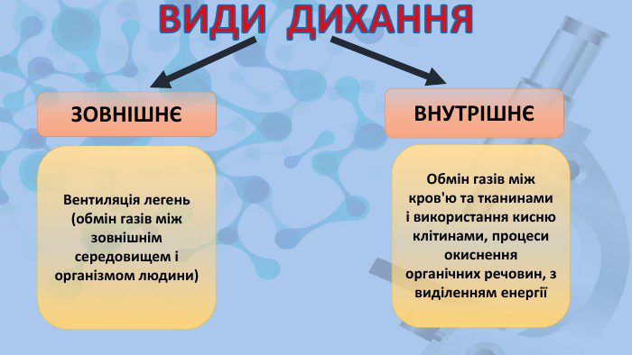 який процес називається зовнішнім диханням