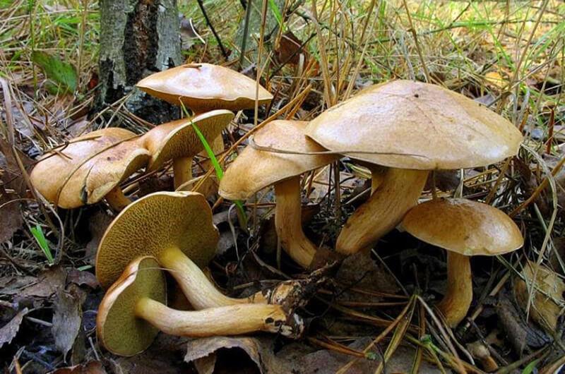 alt