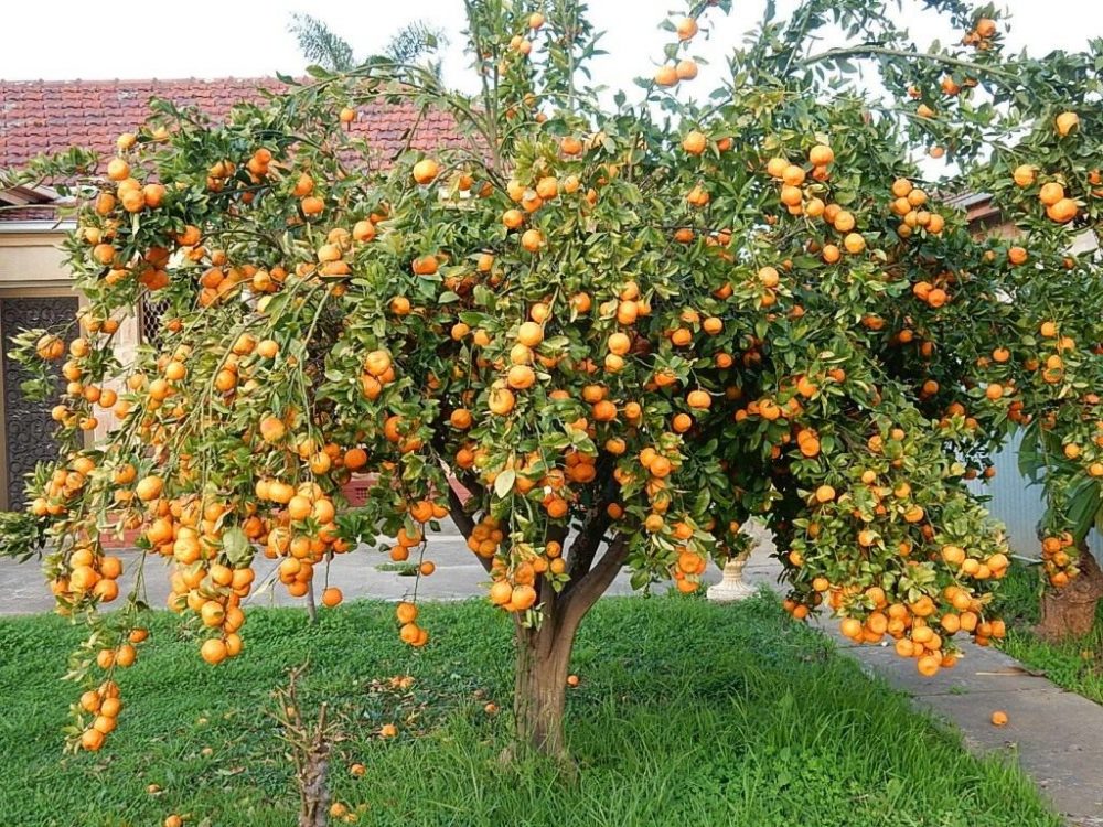 де ростуть мандарини