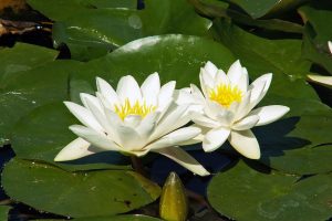 Квітка яка росте на воді: латаття і лотос