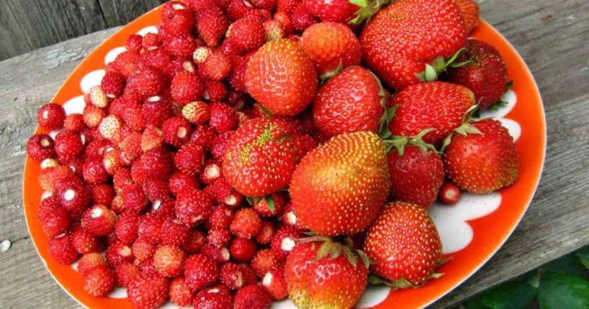 суниця садова