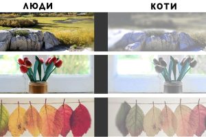 Які кольори бачать коти: світ очима хижака
