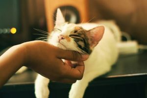 Чому коти мурчать: таємниця вібрацій, що лікують і маніпулюють