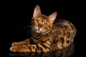 Короткошерсті породи котів: догляд, характери, міфи