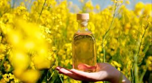 Ріпакова олія для смаження: температура і правила