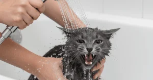 Чому коти бояться води: еволюція, фізіологія та винятки