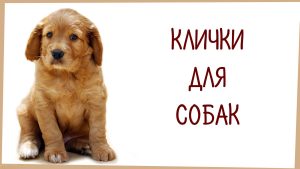 Як назвати собаку-хлопчика: кличка, що відгукується